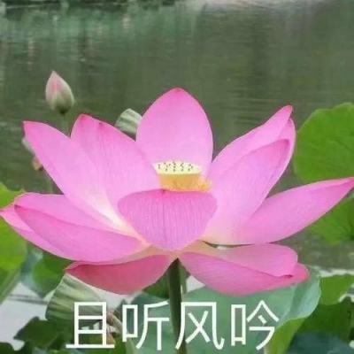 人生幸运岛手游下载